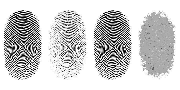 Four fingerprint impressions three detailed one partially obscured or smudged