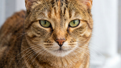 portrait of a cat © KIM