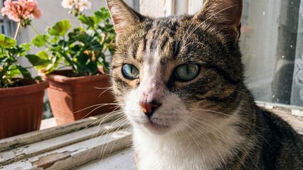 cat in the garden © KIM