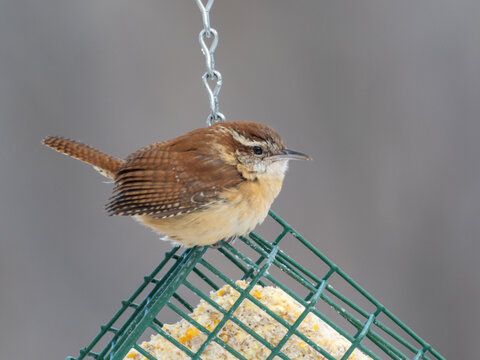 A close up of a Carolina Wren perched and feeding on a suet block bird feeder