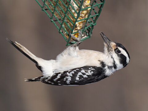 A close up of a female Hairy Woodpecker hanging under and feeding on a suet block bird feeder