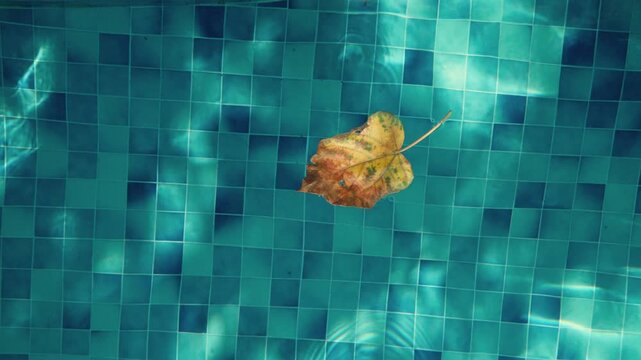 4K video of yellow autumn leaf floating on pool water surface top view symbolizing change, tranquility, and seasonal beauty in peaceful outdoor setting.