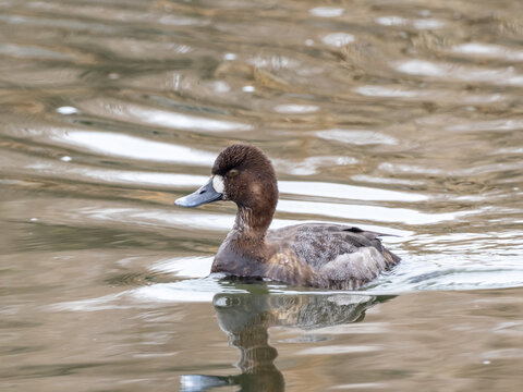 A female Lesser Scaup in basic, winter plumage swimming towards the camera