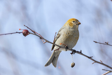 Fototapeta premium Female one grosbeak feeding on crabapple. 
