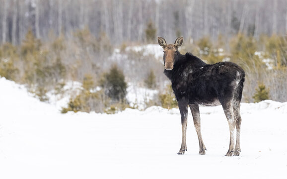Cow moose, winter in NB Canada