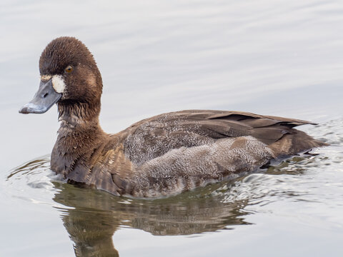 A full frame shot of a female Lesser Scaup in basic, winter plumage swimming on calm water
