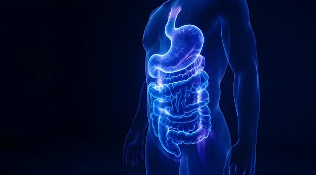 3D Luminous Human Digestive System Anatomy. Gastrointestinal Tract with Stomach, Small & Large Intestines. Medical Biology Illustration for Health & Wellness