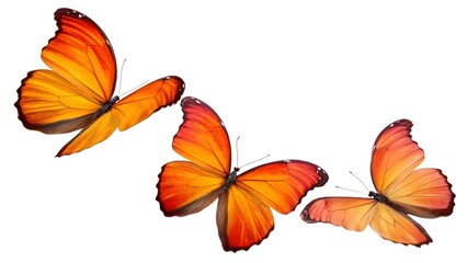 Obraz premium Group of Three Colorful Butterflies Flying Together in Nature, Vibrant Wings, Spring Wildlife Beauty, Isolated on Transparent Background