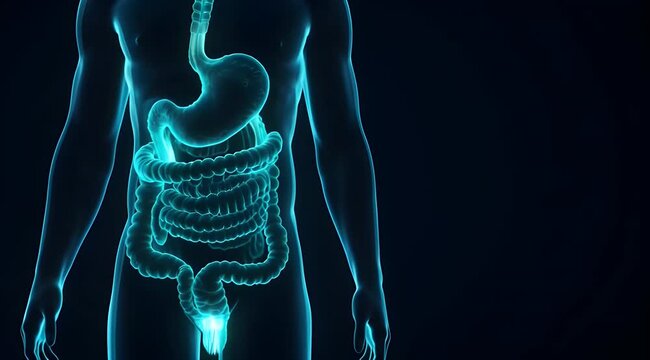 Glowing Human Digestive System Anatomy - 3D Render of Gastrointestinal Tract for Medical, Health, and Scientific Concepts on Dark Background