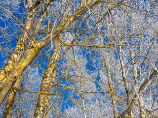 Fototapeta premium Low-angle view of tall deciduous trees covered in white frost, their branches forming an intricate pattern against a vivid blue sky