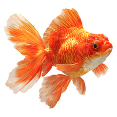 Fototapeta premium Vibrant orange goldfish with flowing fins and scales glistening in the light, swimming gracefully with a majestic appearance and a striking white belly.