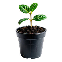 A small plant in a black pot against a stark black background.