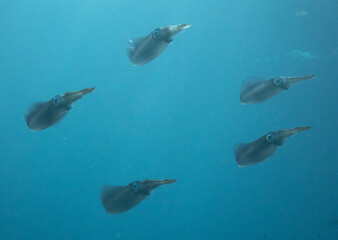 Caribbean Reef Squid