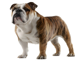 Fototapeta premium A proud bulldog standing confidently against a plain white background