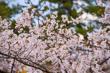 Fototapeta premium 夙川の桜