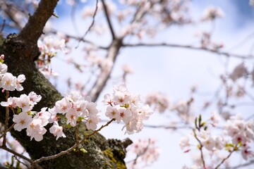 Obraz premium 夙川の桜