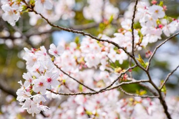 Obraz premium 夙川の桜