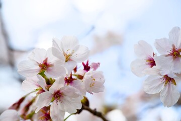 Obraz premium 夙川の桜