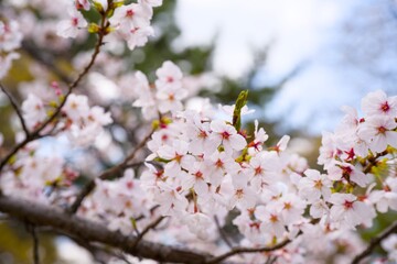 Obraz premium 夙川の桜