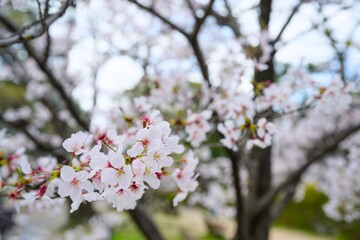 Fototapeta premium 夙川の桜