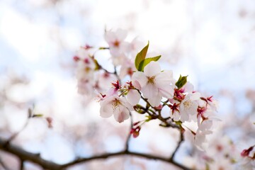 Obraz premium 夙川の桜