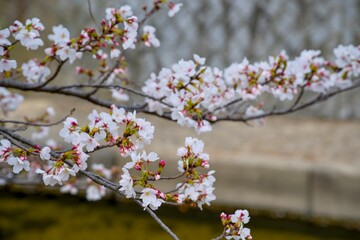 Fototapeta premium 夙川の桜