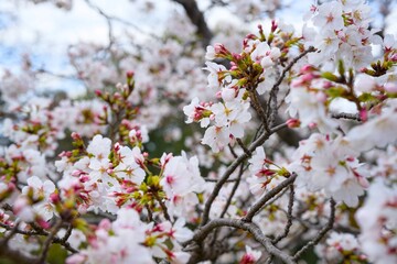 Obraz premium 夙川の桜