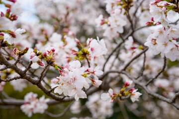 Fototapeta premium 夙川の桜