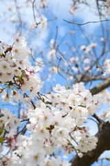 夙川の桜