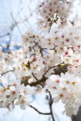 Obraz premium 夙川の桜