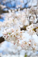 Obraz premium 夙川の桜