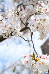 Fototapeta premium 夙川の桜