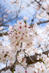 Obraz premium 夙川の桜