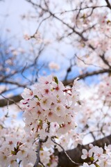夙川の桜