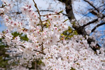 Obraz premium 夙川の桜