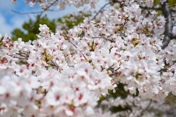 Obraz premium 夙川の桜