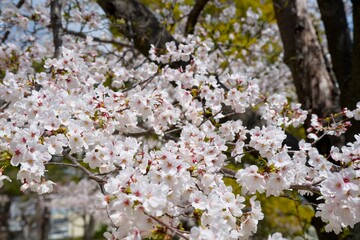 夙川の桜