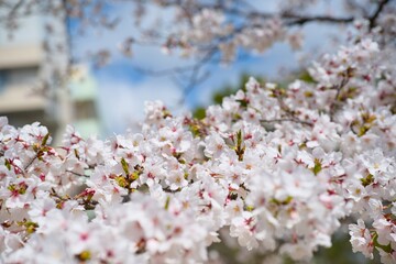 Obraz premium 夙川の桜