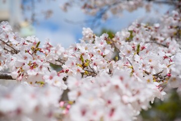 Obraz premium 夙川の桜