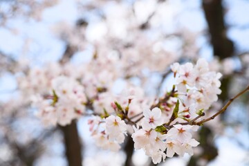 Obraz premium 夙川の桜