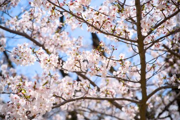 Obraz premium 夙川の桜
