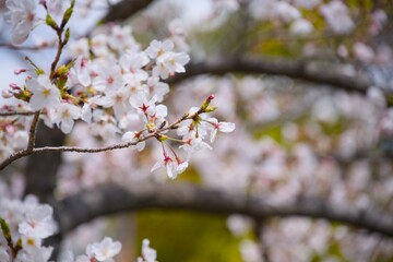 Obraz premium 夙川の桜