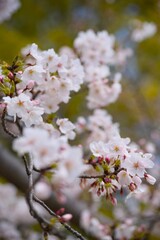 Obraz premium 夙川の桜