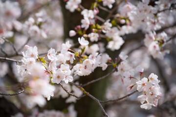 Fototapeta premium 夙川の桜
