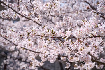 夙川の桜