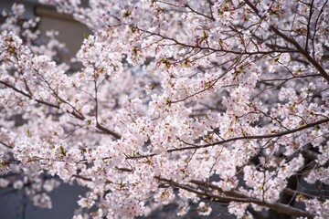 夙川の桜