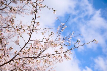 夙川の桜