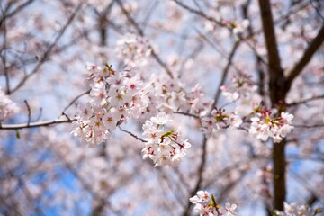 夙川の桜