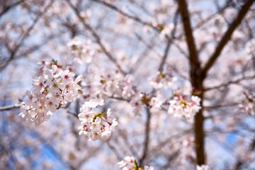夙川の桜