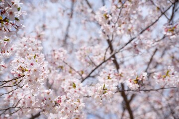 夙川の桜